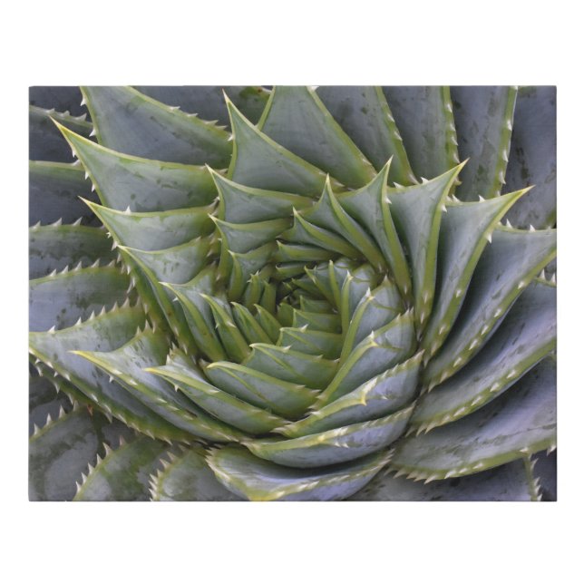 Green Aloe Cactus Spiral Faux Wrapped Canvas Small (Front)