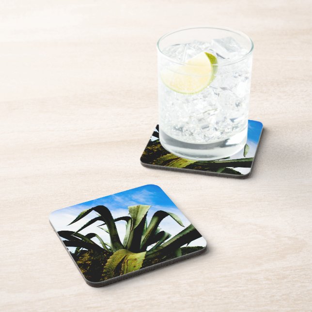 Green Aloe Plant with Bright Blue Sky Beverage Coaster (Right Side)