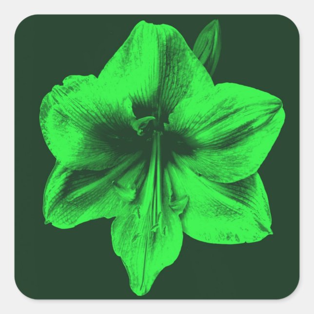 Green Amaryllis Square Sticker (Front)