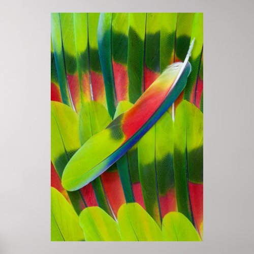 Green amazon parrot feathers poster