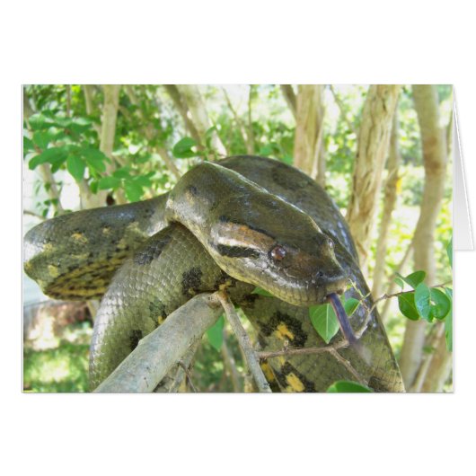 Green Anaconda Cards (Front Horizontal)