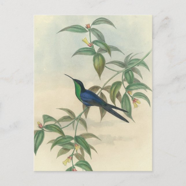 Green and Blue Gould Hummingbird Postcard (Front)