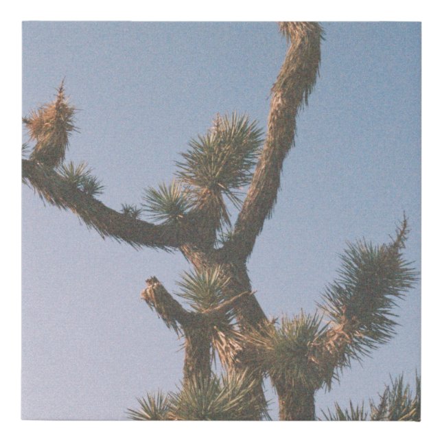 GREEN AND BROWN TREE UNDER BLUE SKY FAUX CANVAS PRINT (Front)