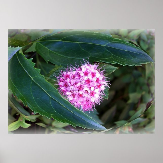 green and pink poster (Front)