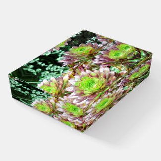 GREEN AND PLUM COLORED AEONIUM SUCCULENT PLANTS