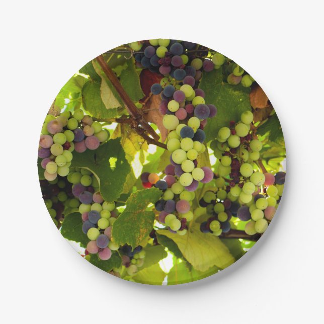 Green and Purple Grapes Growing on the Vine Paper Plates (Front)