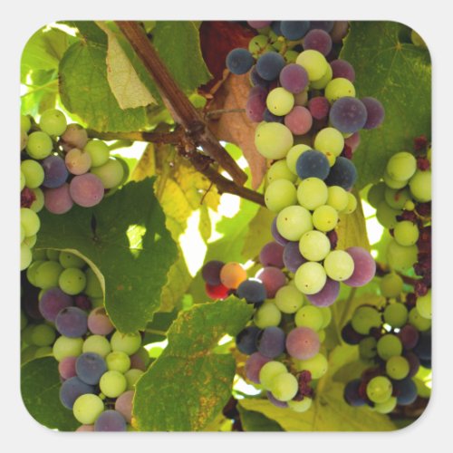 Green and Purple Grapes Growing on the Vine Square Sticker