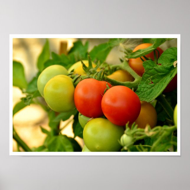Green and Red Cherry Tomatoes on the Vine Poster (Front)