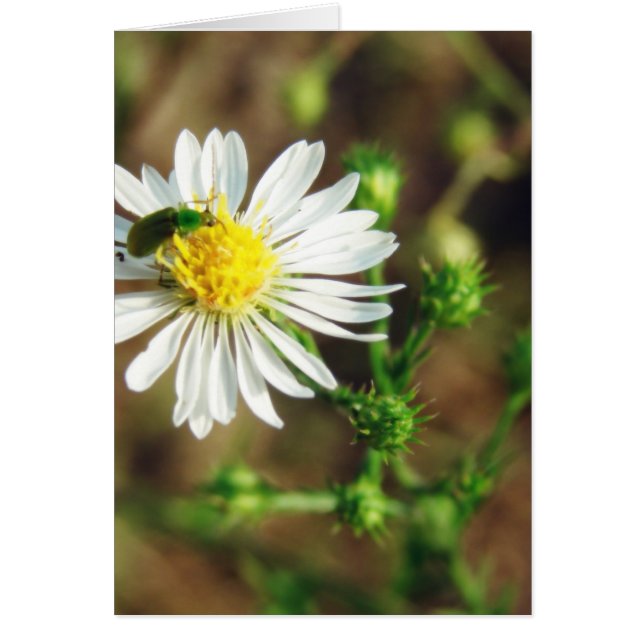 Green and White Flower and Insect Blank Inside (Front)