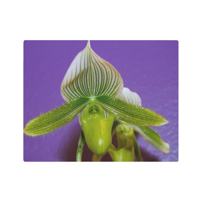 Green and White Lady Slipper Orchid Metal Wall Art (Front)