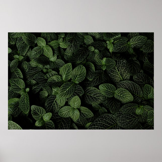 GREEN AND WHITE LEAF PLANT POSTER (Front)