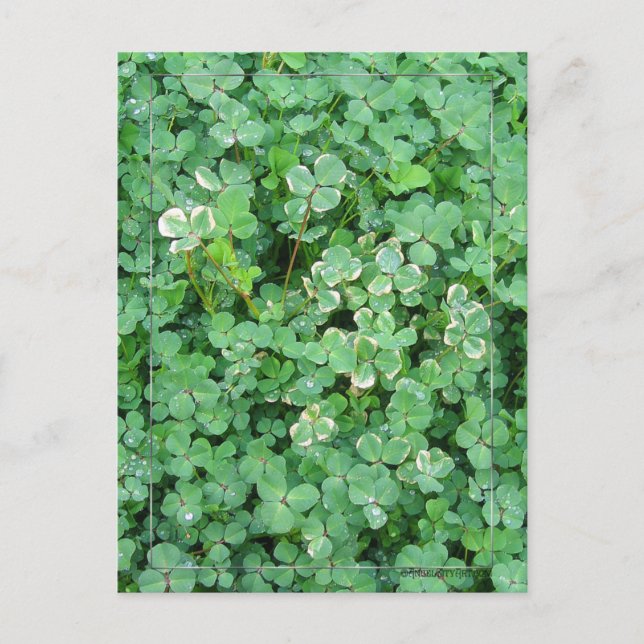 Green and White Shamrock Postcard (Front)