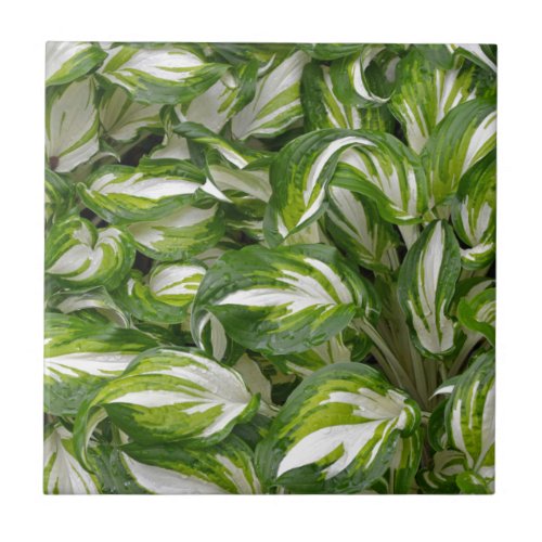 Green and white striped hosta leaves ceramic tile