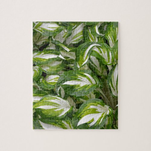 Green and white striped hosta leaves jigsaw puzzle