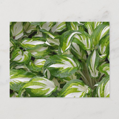 Green and white striped hosta leaves postcard