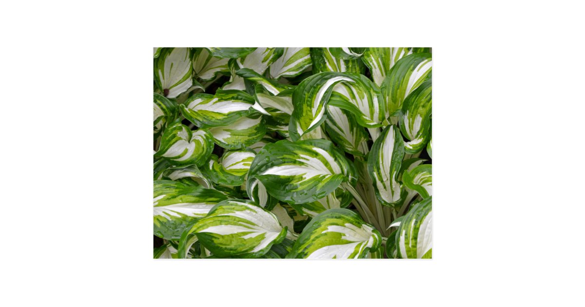 Green And White Striped Hosta Leaves Postcard Zazzle Com