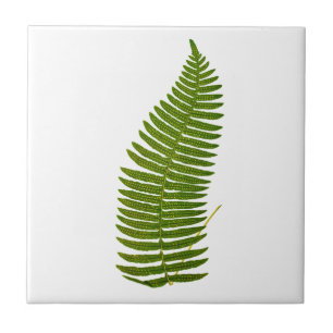 Green and Yellow Fern Leaf Botanical Illustration Tile