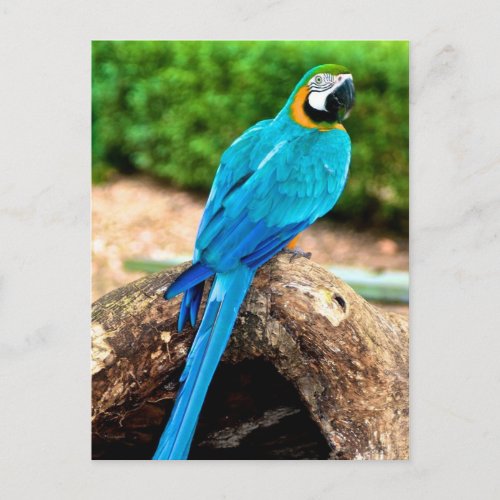 Green and Yellow Macaw Trinidad Postcard
