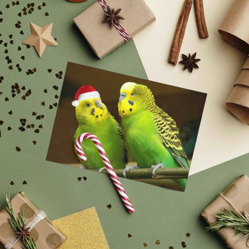 Green and Yellow Parakeet in Santa Hat Funny Holiday Card