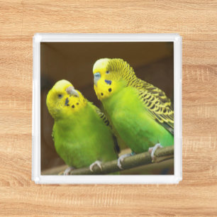 Green and Yellow Parakeets Acrylic Tray