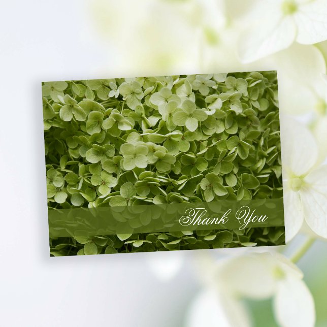 Green Annabelle Hydrangea Floral Thank You Postcard (Creator Uploaded)