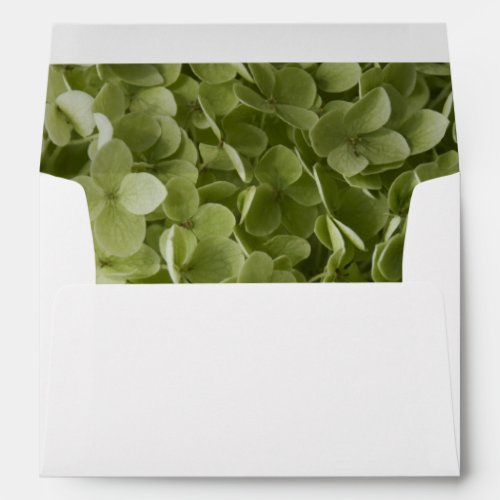 Green Annabelle Hydrangea Flowers Envelope