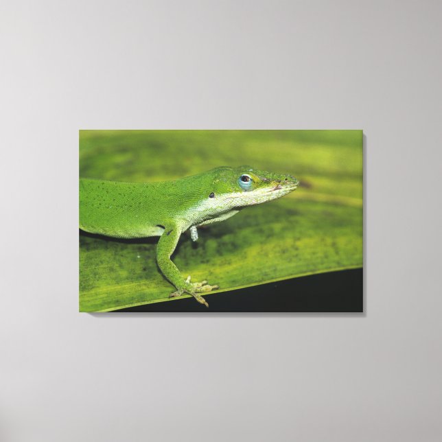 Green Anole, Anolis carolinensis, adult on palm Canvas Print (Front)