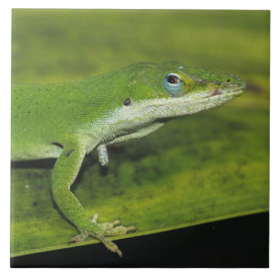 Green Anole, Anolis carolinensis, adult on palm Ceramic Tile