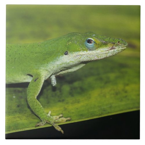 Green Anole Anolis carolinensis adult on palm Ceramic Tile