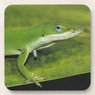 Green Anole, Anolis carolinensis, adult on palm Drink Coaster