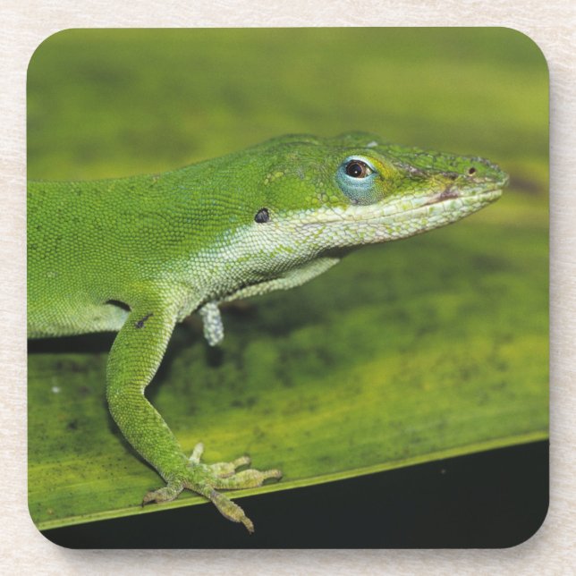 Green Anole, Anolis carolinensis, adult on palm Drink Coaster (Front)