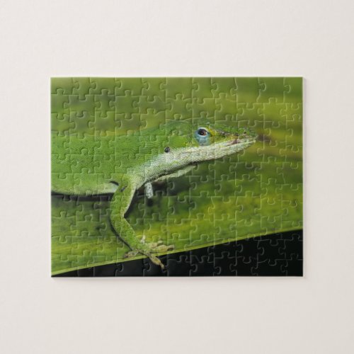 Green Anole Anolis carolinensis adult on palm Jigsaw Puzzle