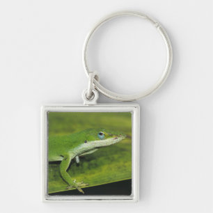 Green Anole, Anolis carolinensis, adult on palm Keychain