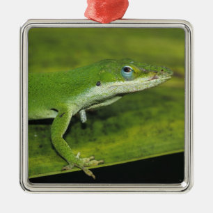 Green Anole, Anolis carolinensis, adult on palm Metal Ornament