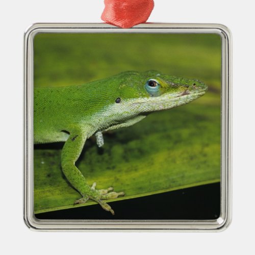 Green Anole Anolis carolinensis adult on palm Metal Ornament