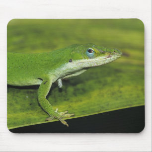 Green Anole, Anolis carolinensis, adult on palm Mouse Pad