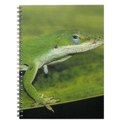 Green Anole Anolis carolinensis adult on palm Notebook