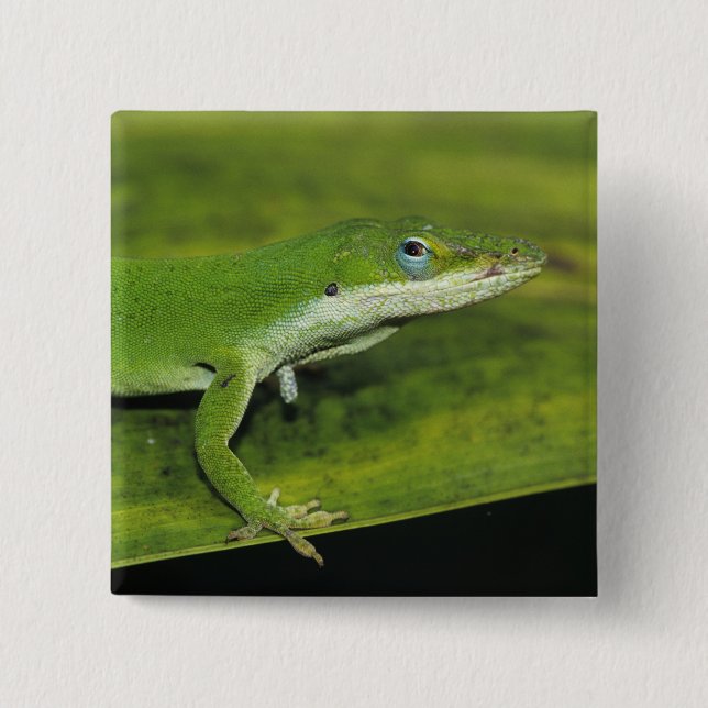 Green Anole, Anolis carolinensis, adult on palm Pinback Button (Front)