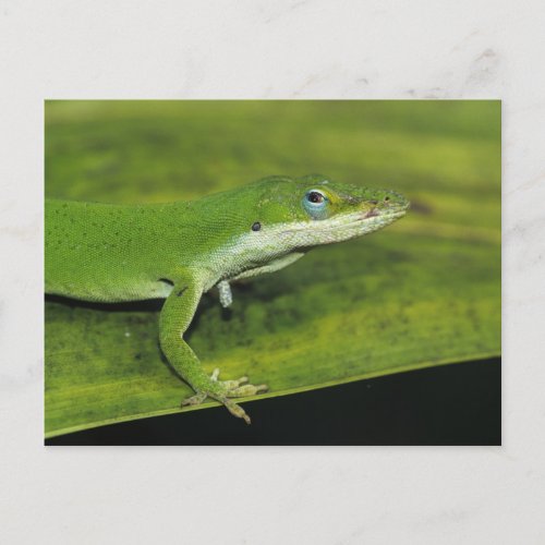 Green Anole Anolis carolinensis adult on palm Postcard
