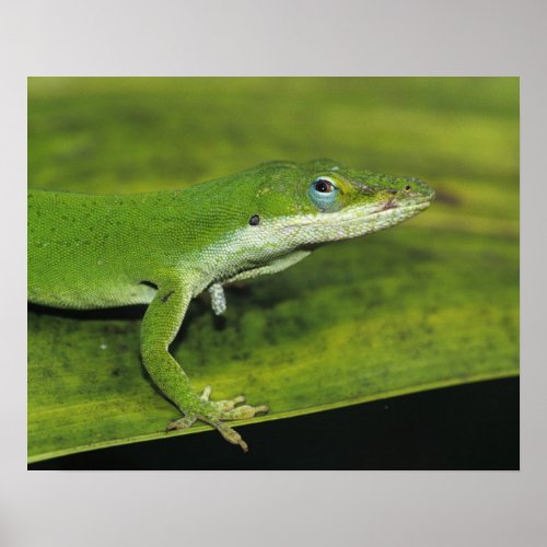 Green Anole Anolis carolinensis adult on palm Poster
