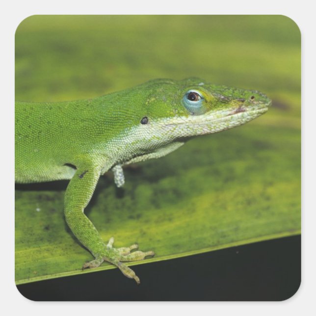 Green Anole, Anolis carolinensis, adult on palm Square Sticker (Front)