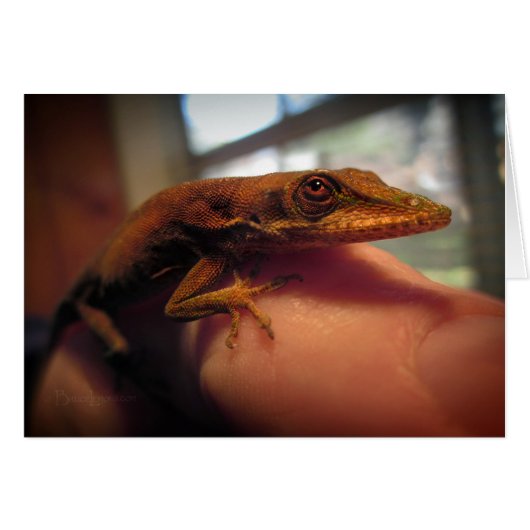 Green Anole Lizard Cards (Front Horizontal)