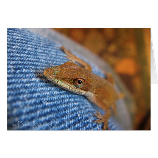 Green Anole Lizard Cards (Front Horizontal)