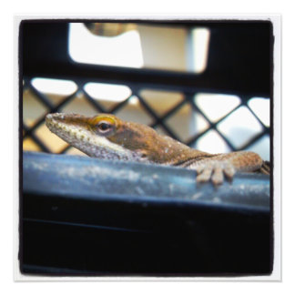 Green Anole Lizard Color Prints