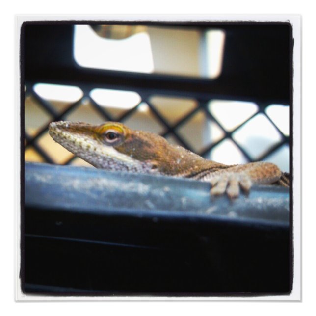 Green Anole Lizard Color Prints (Front)