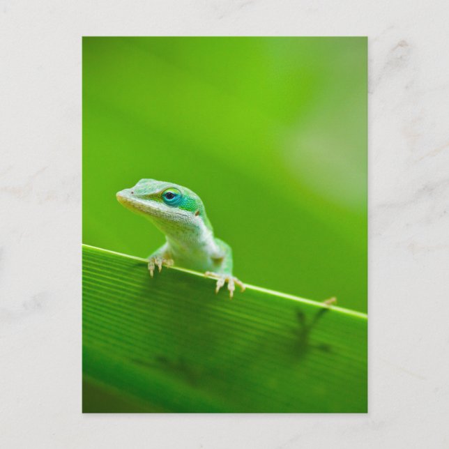 Green Anole Lizard Encounter Art Photography Postcard (Front)
