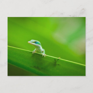 Green Anole Lizard Encounter Art Photography Postcard