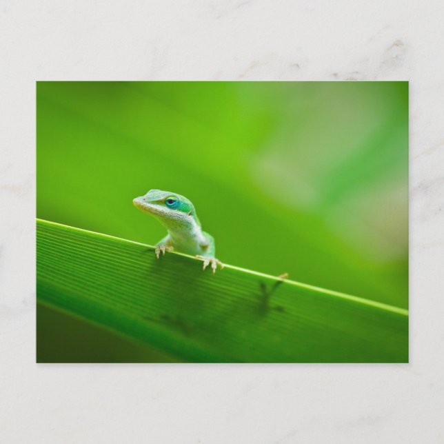 Green Anole Lizard Encounter Art Photography Postcard (Front)