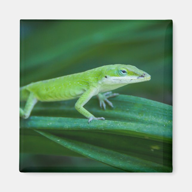 Green Anole Lizard Magnet (Front)