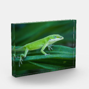 Green Anole Lizard Photo Block